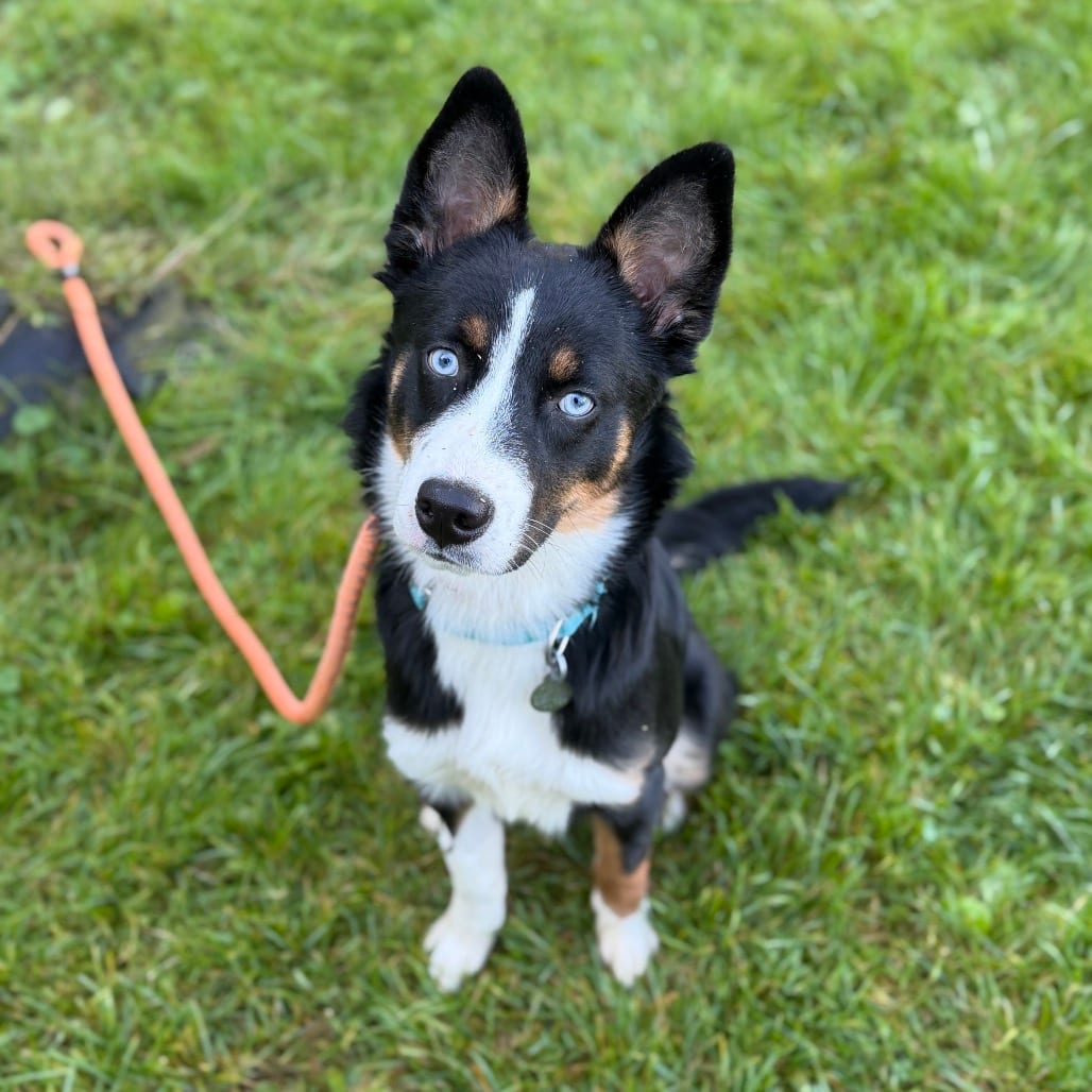 Photo of Rose, adoptable Shepherd, Australian / Mixed Breed (Medium) in Pittsford, Vermont