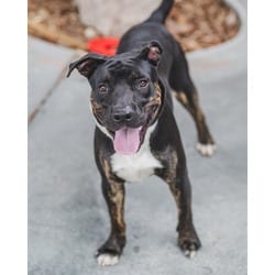 Photo of Milton, adoptable American Staffordshire Terrier in Doral, Florida