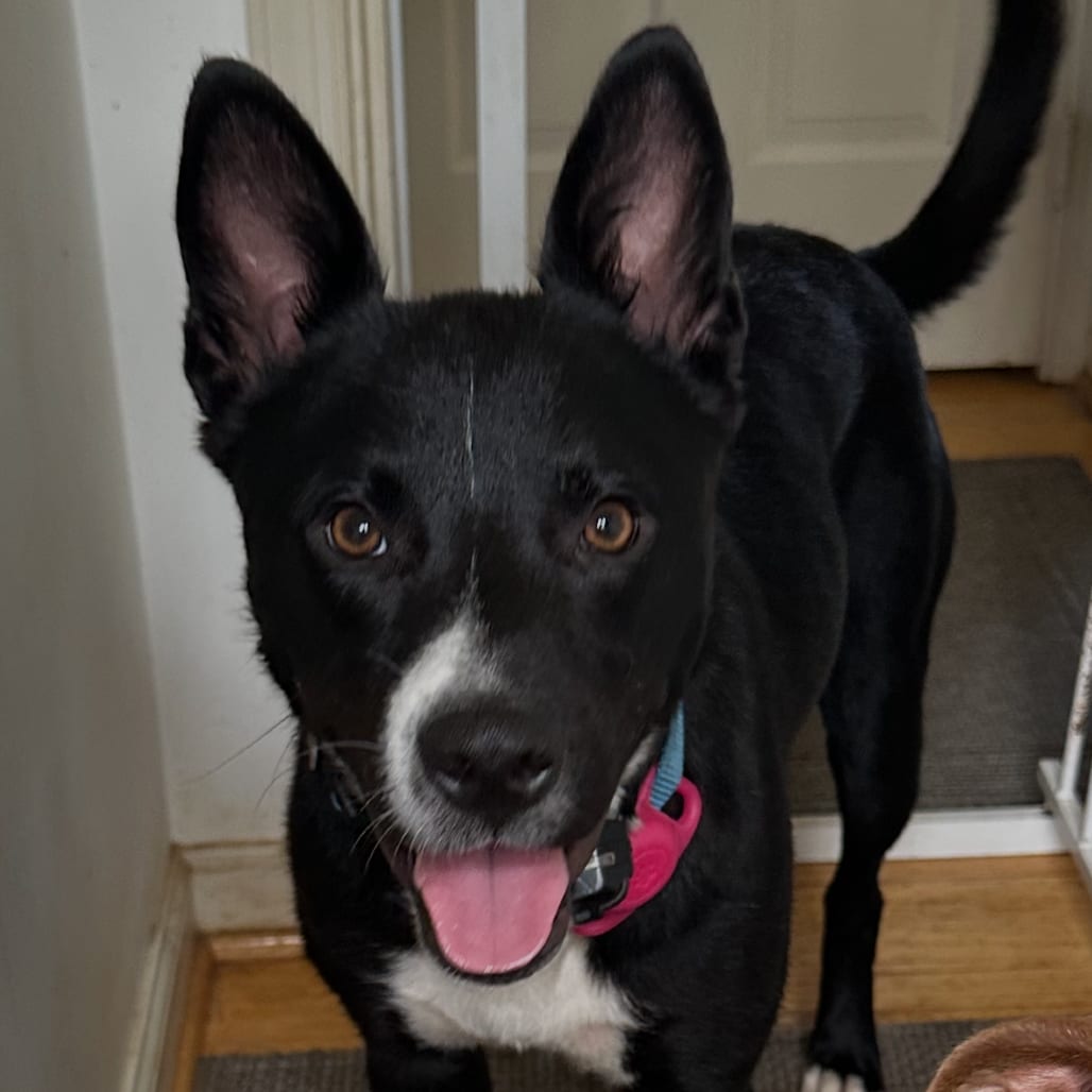 Photo of Diego, adoptable Cattle Dog / Retriever, Black Labrador in Potomac, Maryland