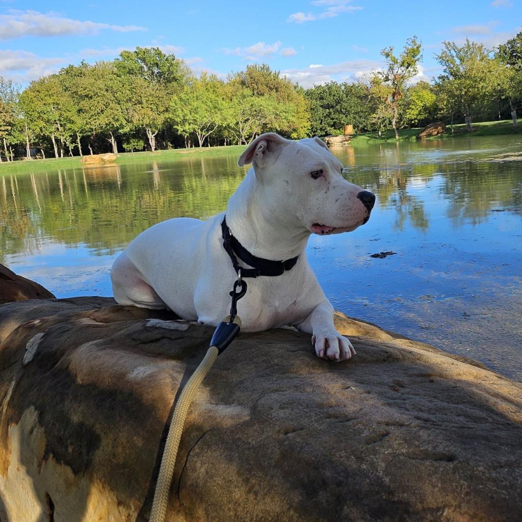 Photo of Gabby, adoptable Dogo Argentino / Mix in Weatherford, Texas