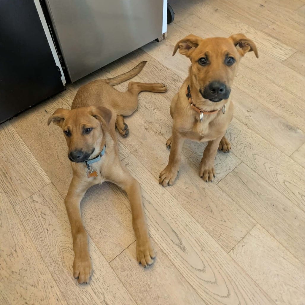 Photo of Phantom - Male Puppy 1, adoptable Shepherd, German / Rottweiler in Bend, Oregon