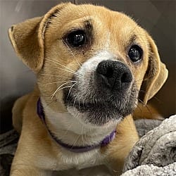 Photo of Asia, adoptable Boxer Mixed Breed (Medium) in Pittsfield, Illinois