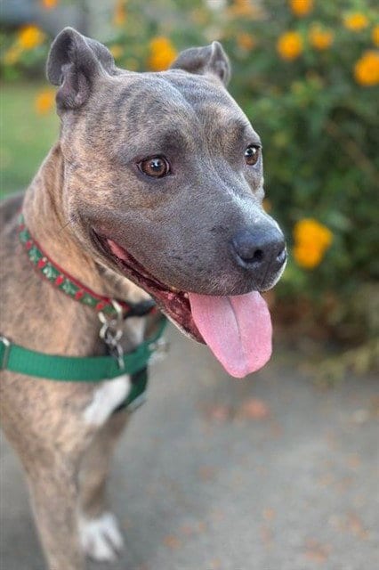 Photo of Boss, adoptable Pit Bull Terrier in Sacramento, California