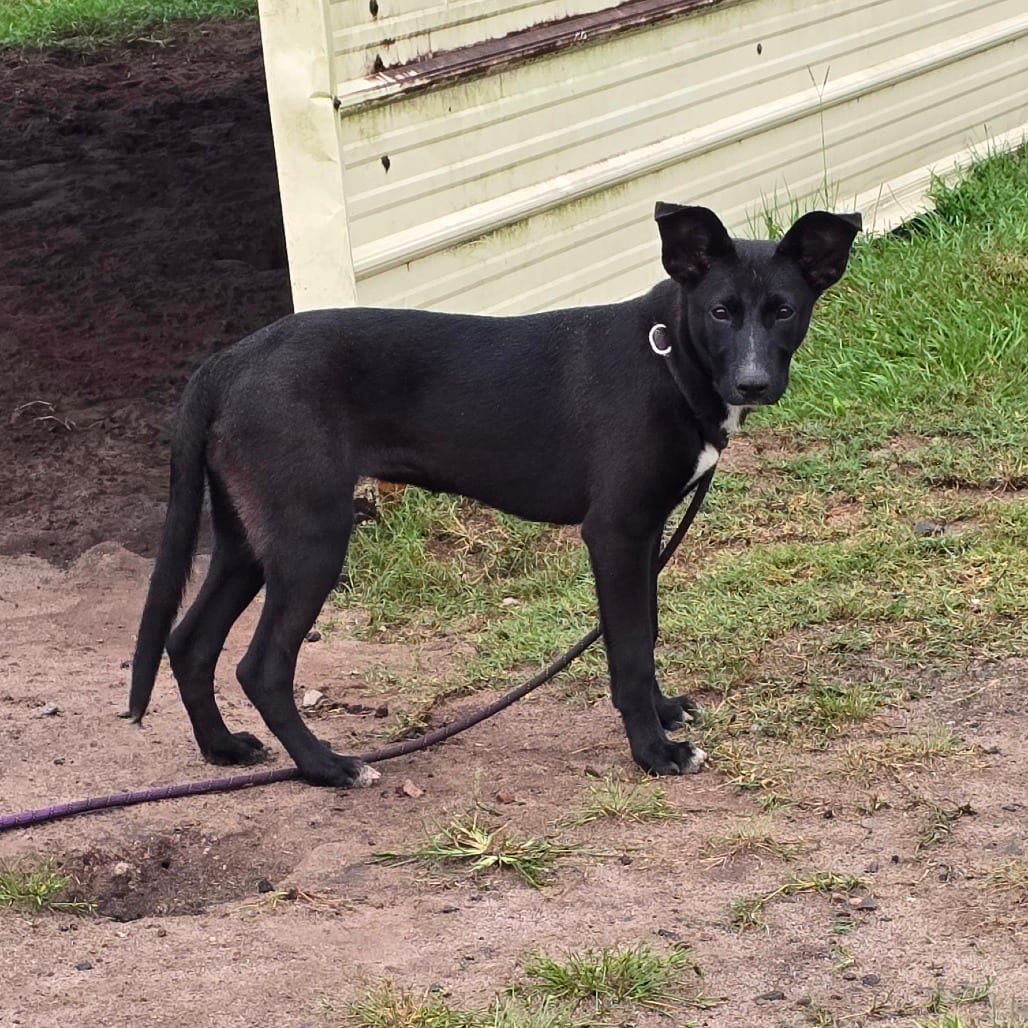 Photo of Lizzie, adoptable Shepherd, German / Retriever, Black Labrador in Hinesville, Georgia
