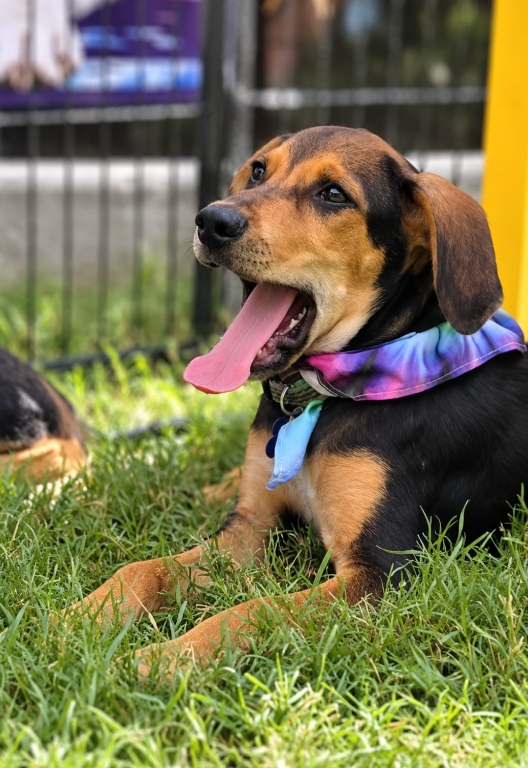 Photo of Moonbeam, adoptable Black And Tan Coonhound in Tulsa, Oklahoma