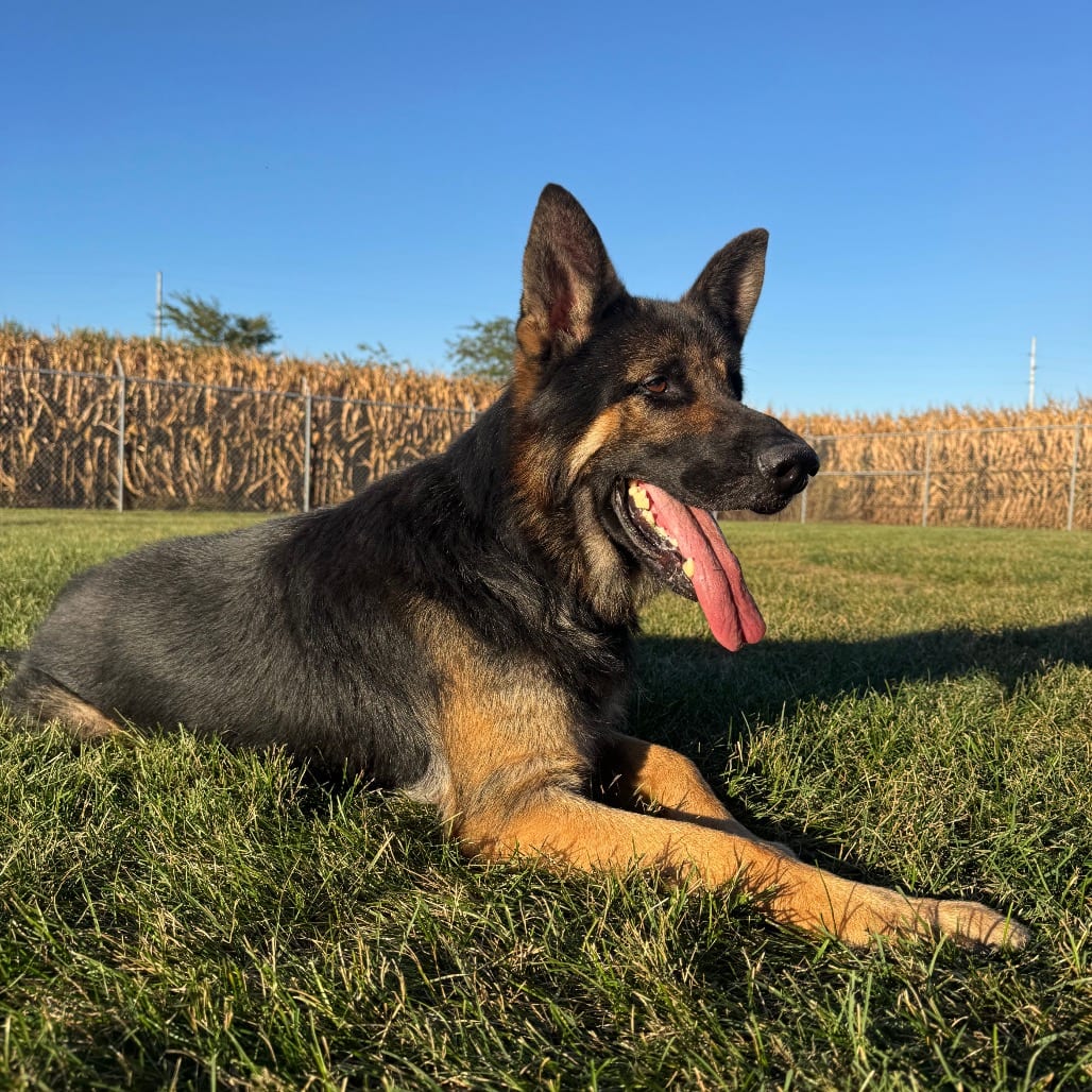 Photo of Fury, adoptable Shepherd in Sullivan, Illinois