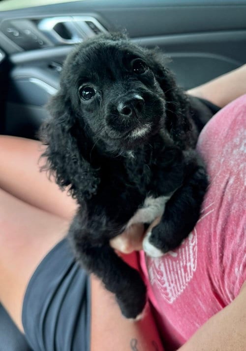 Photo of Oreo, adoptable Cockapoo in Grafton, Wisconsin