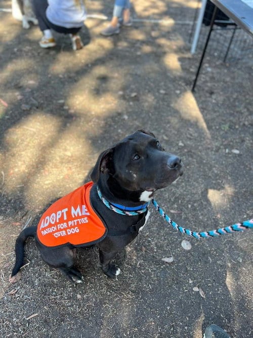 Photo of Igor, adoptable Pit Bull Terrier in Chula Vista, California