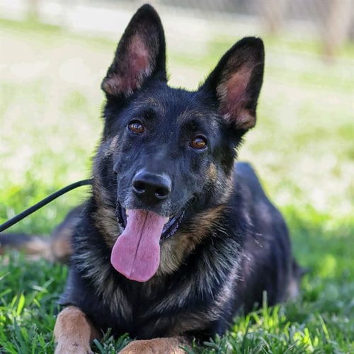 Photo of Poppy, adoptable German Shepherd Dog in Modesto, California