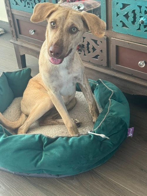 Photo of Daisy, adoptable Weimaraner in San Diego, California