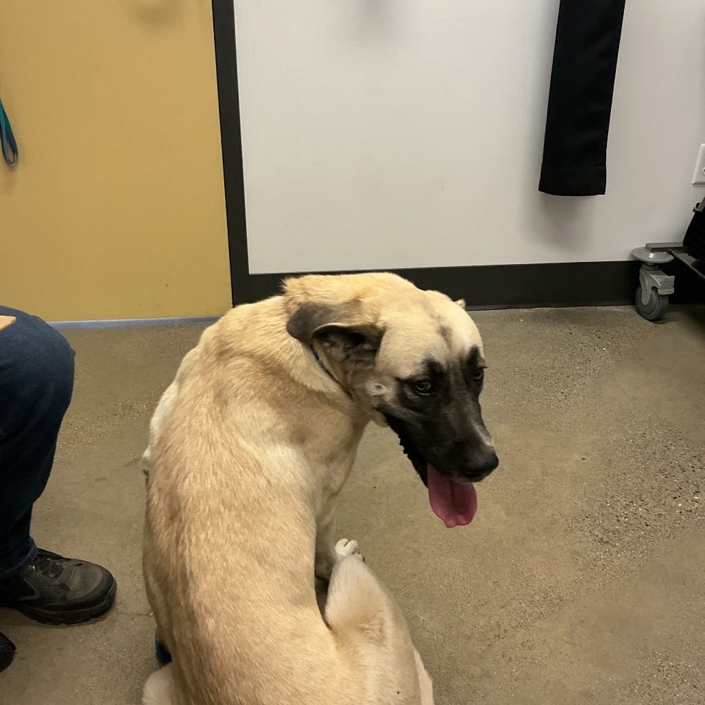 Photo of Lucy, adoptable Mastiff, Bullmastiff / Pyrenees, Great in Hayden, Idaho