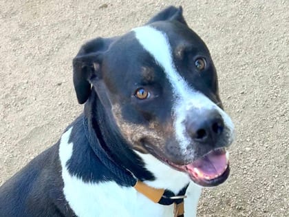 Photo of Maximus, adoptable dog in Georgetown, Texas