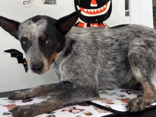 Photo of Oakley, adoptable Australian Cattle Dog/Blue Heeler in San Pedro, California
