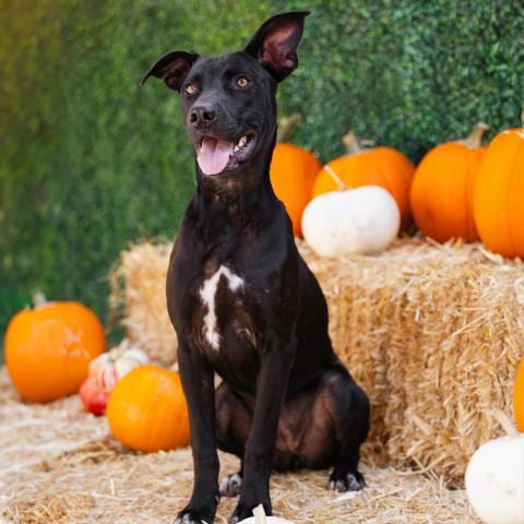 Photo of Eve, adoptable Pit Bull Terrier in Camarillo, California