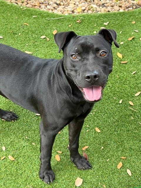 Photo of Darius, adoptable Pit Bull Terrier in Fort Myers, Florida