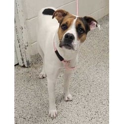 Photo of Giselle, adoptable Mixed Breed (Medium) in Kansas City, Missouri