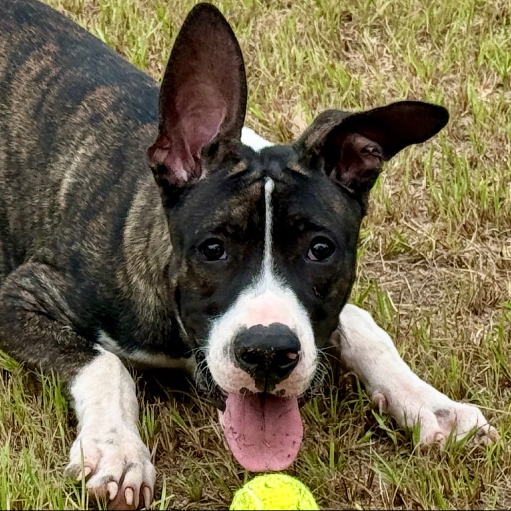 Photo of Radar 26-02-104, adoptable Great Dane in Bastrop, Texas