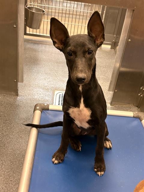 Photo of Dove, adoptable Mixed Breed