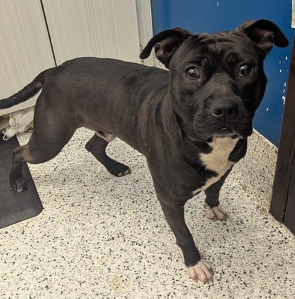 Photo of Harlen, adoptable dog in Atlanta, Georgia