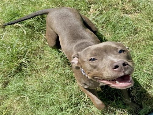 Photo of Aly, adoptable American Staffordshire Terrier in Houston, Texas
