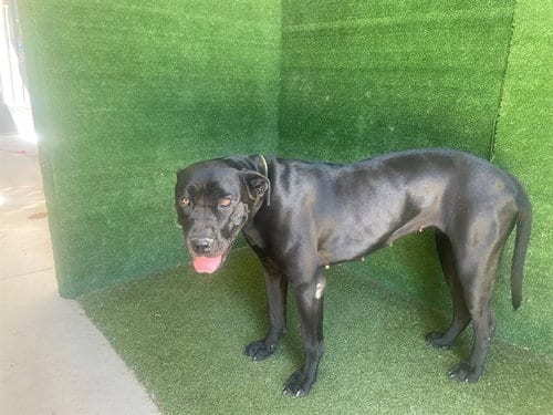 Photo of Lola, adoptable Cane Corso Mastiff in Lancaster, California