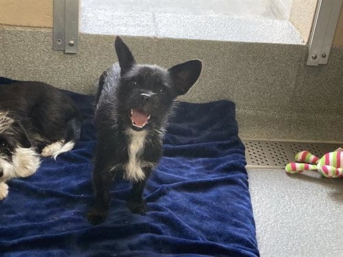 Photo of Sofia, adoptable Cairn Terrier in Orange, California
