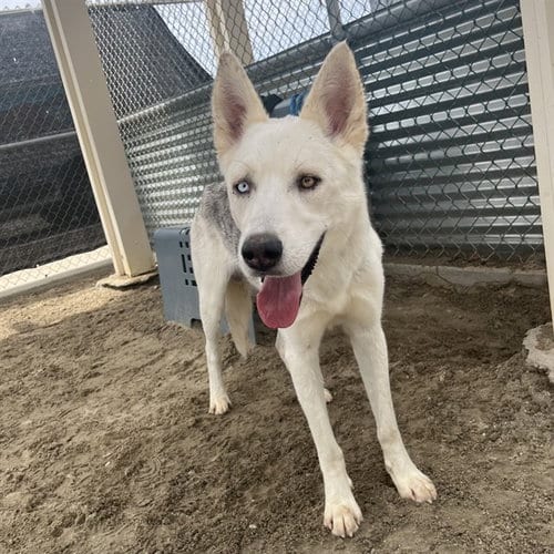 Photo of Archie, adoptable Siberian Husky in Thousand Palms, California