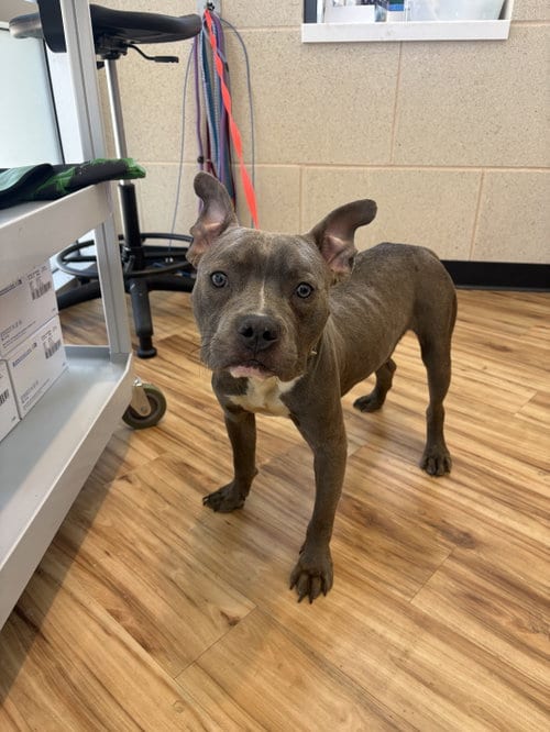 Photo of Rugby, adoptable Pit Bull Terrier in Rowlett, Texas