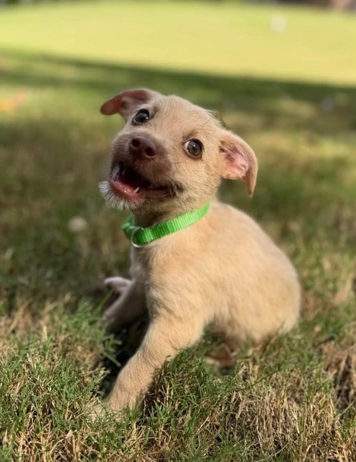 Photo of Stack, adoptable Terrier in Greenville, South Carolina