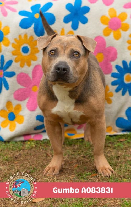 Photo of Gumbo, adoptable American Bulldog in Mobile, Alabama