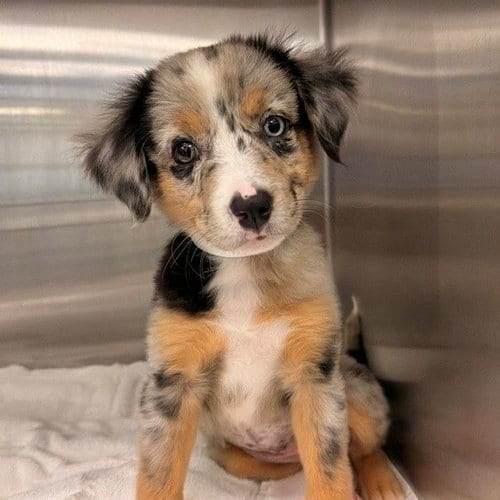 Photo of Giselle, adoptable Unknown breed in Rancho Santa Fe, California