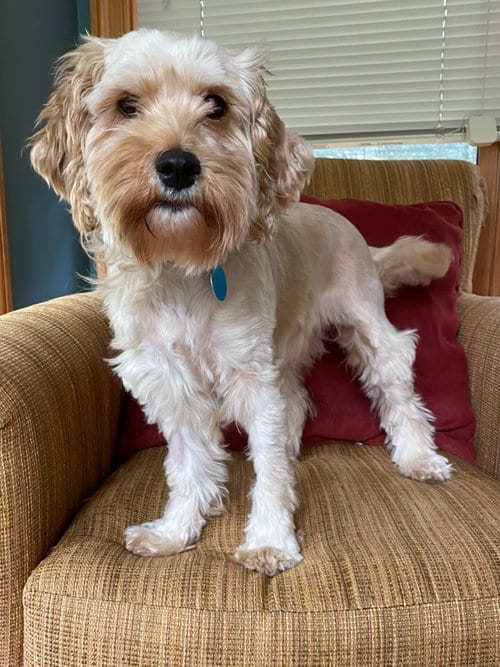 Photo of Lemon, adoptable Cockapoo in St. Louis Park, Minnesota