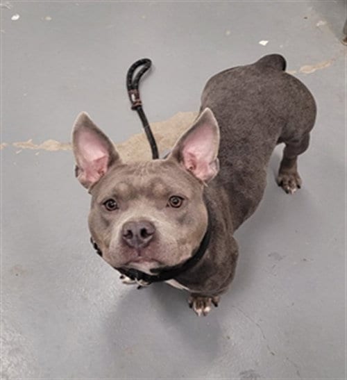 Photo of Perch, adoptable Pit Bull Terrier in Peoria, Illinois