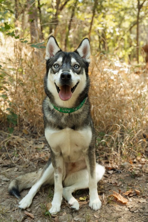Photo of Talia, adoptable Siberian Husky in Carrollton, Texas