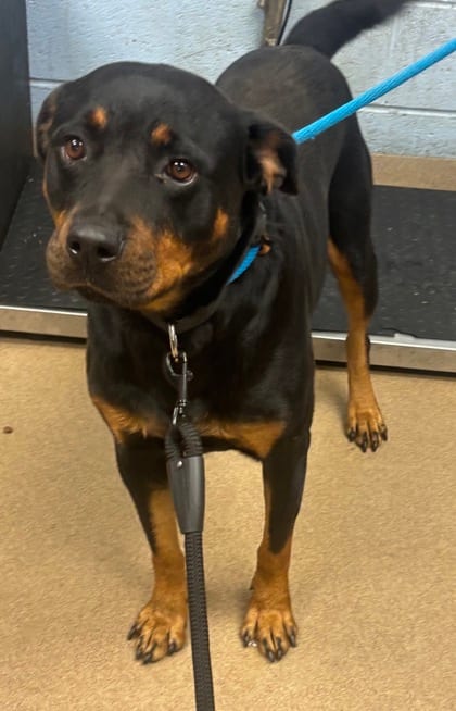 Photo of Vinda Rosier, adoptable dog in Chamblee, Georgia