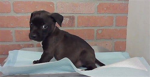 Photo of Thor, adoptable American Staffordshire Terrier in Houston, Texas