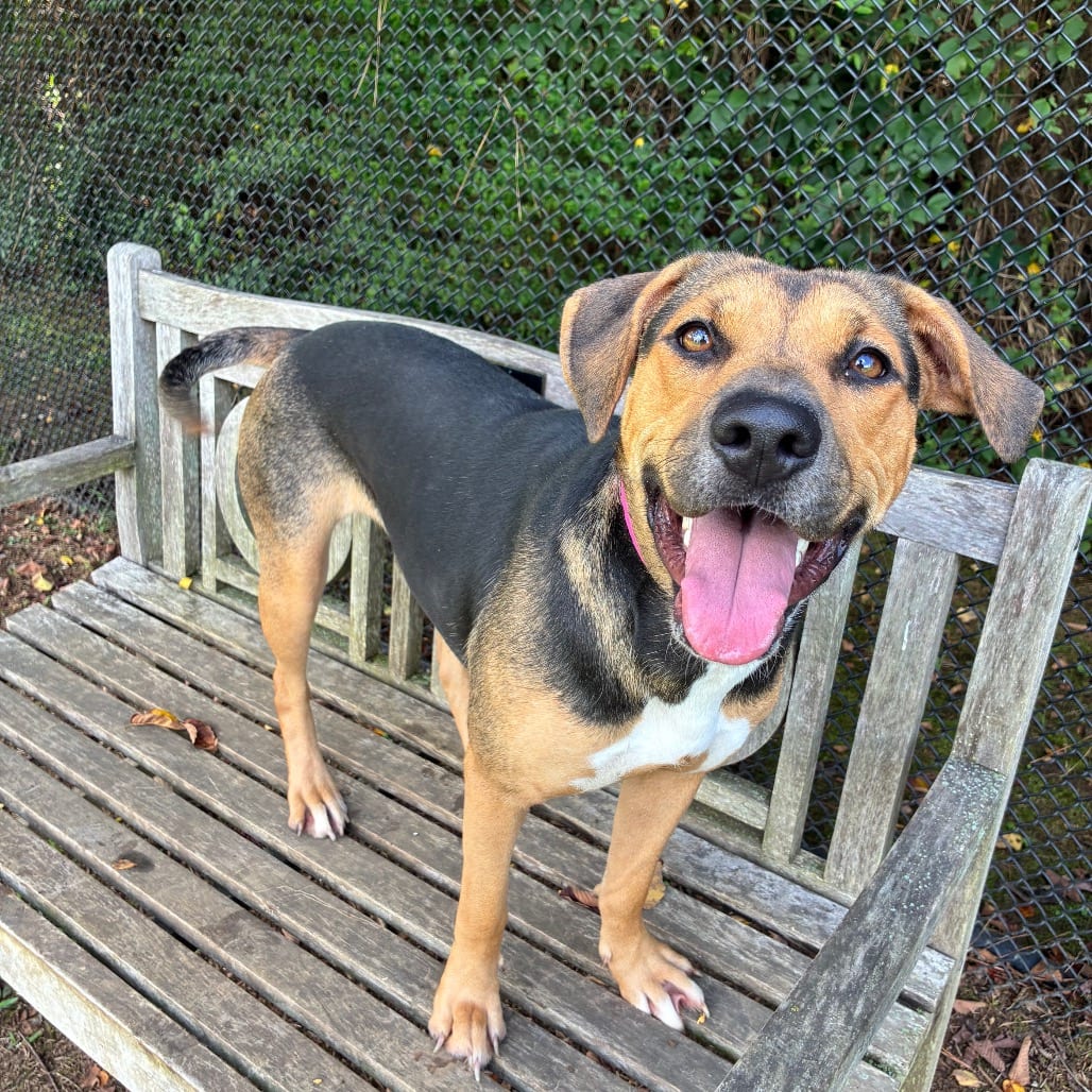 Photo of Clementine, adoptable Mixed Breed (Medium) in Chattanooga, Tennessee