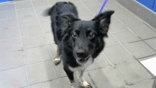 Photo of Tilly, adoptable Australian Cattle Dog/Blue Heeler in Albuquerque, New Mexico