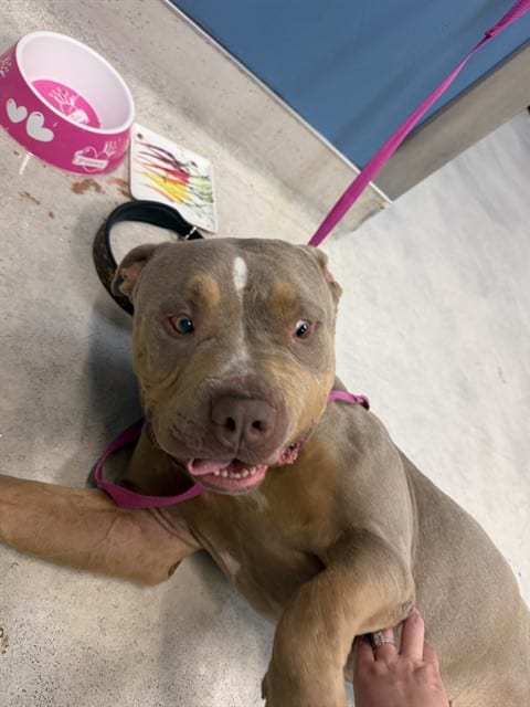 Photo of Cookie, adoptable Pit Bull Terrier in San José, California
