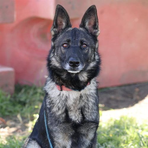 Photo of Jenny, adoptable German Shepherd Dog in Modesto, California