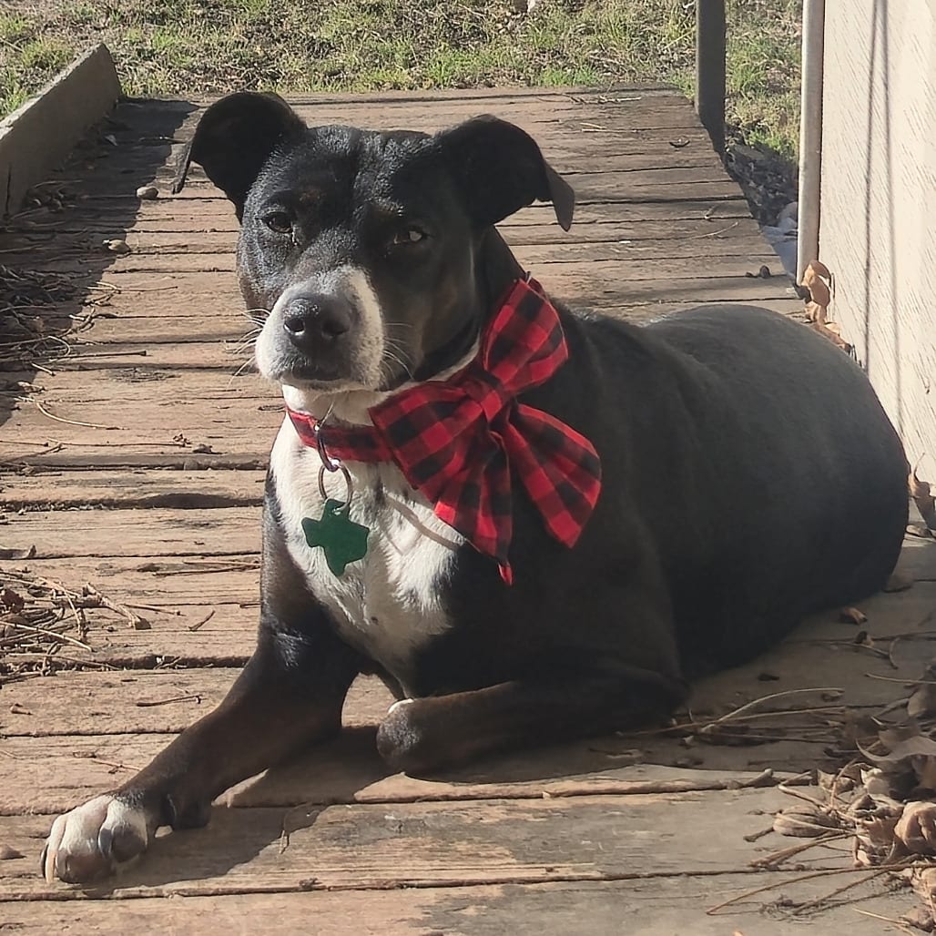 Photo of Maple, adoptable Terrier, American Staffordshire / Mix in San Antonio, Texas