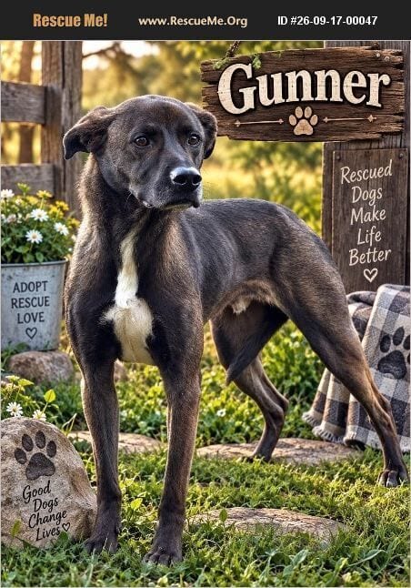 Photo of Gunner, adoptable Labrador Retriever in Benton, Pennsylvania