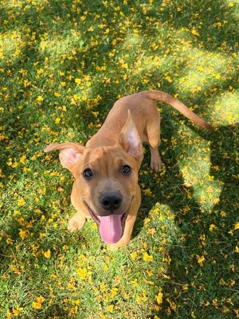 Photo of Chula, adoptable Pit Bull Terrier in Thousand Palms, California