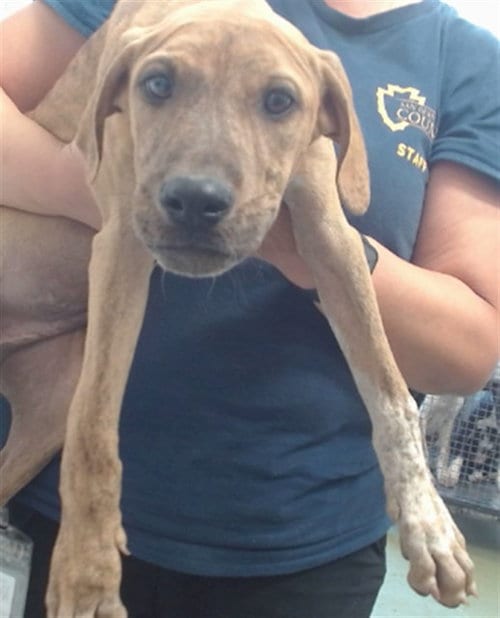 Photo of Pierce, adoptable Pit Bull Terrier in San Bernardino, California