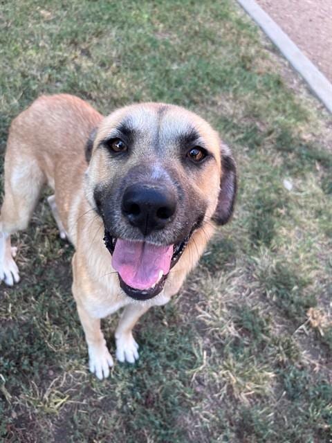 Photo of Farah, adoptable Anatolian Shepherd in Plano, Texas
