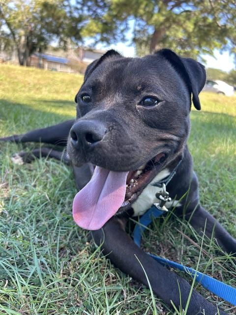 Photo of Dyce, adoptable American Staffordshire Terrier in Tallahassee, Florida