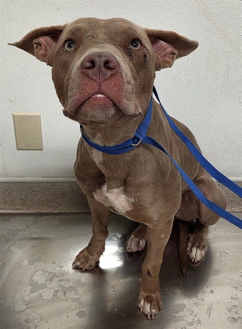 Photo of Lemondrop, adoptable Pit Bull Terrier in Bakersfield, California