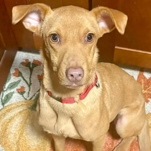 Photo of Daniela, adoptable Terrier in Canton, Connecticut