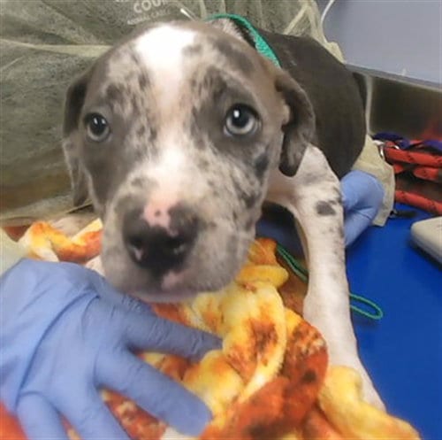 Photo of Jasmine, adoptable Catahoula Leopard Dog in Phoenix, Arizona