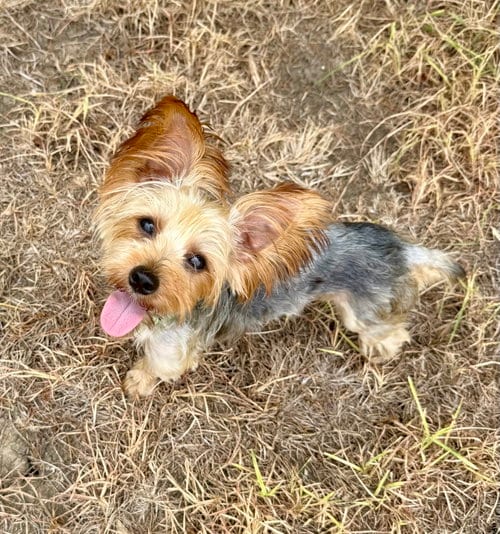 Photo of Peanut, adoptable Yorkshire Terrier Yorkie in McKinney, Texas